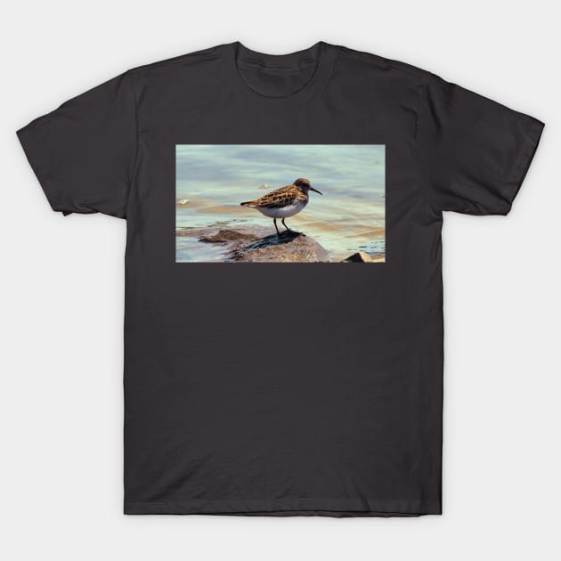 A Least Sandpiper Along a Shore T-Shirt by BackyardBirder